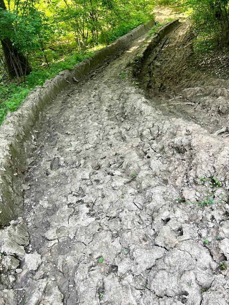 Grüne in St. Wendel kritisieren unverhältnismäßige Zerstörung im Wald